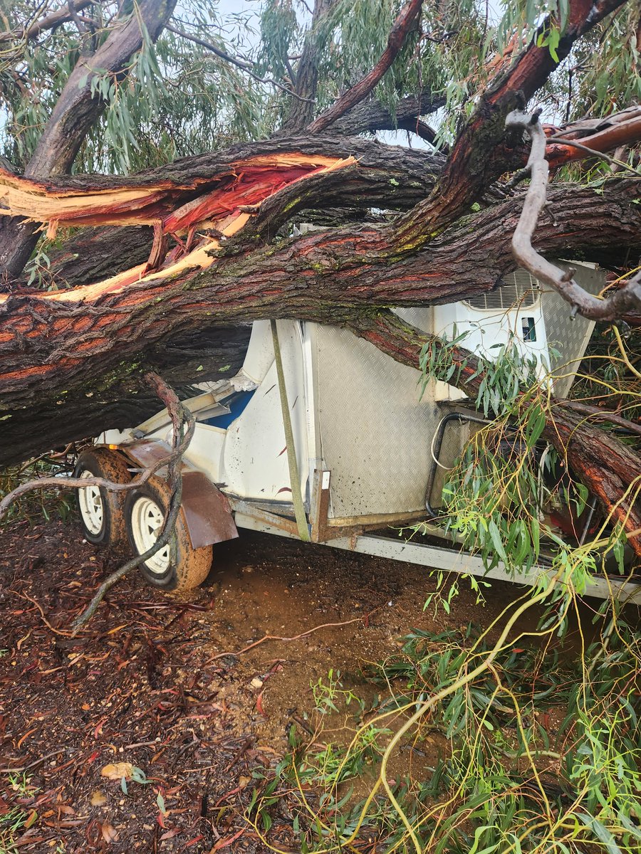 biodynamiclamb's tweet photo. @Aldb1111 And to you. Life's good. Rain lovely. Sadly lost my mobile coolroom under an ironbark tree when we had a particularly violent storm cell in December.  Ho bloody ho. That aside, life's grand https://t.co/sueG5Bc0WP