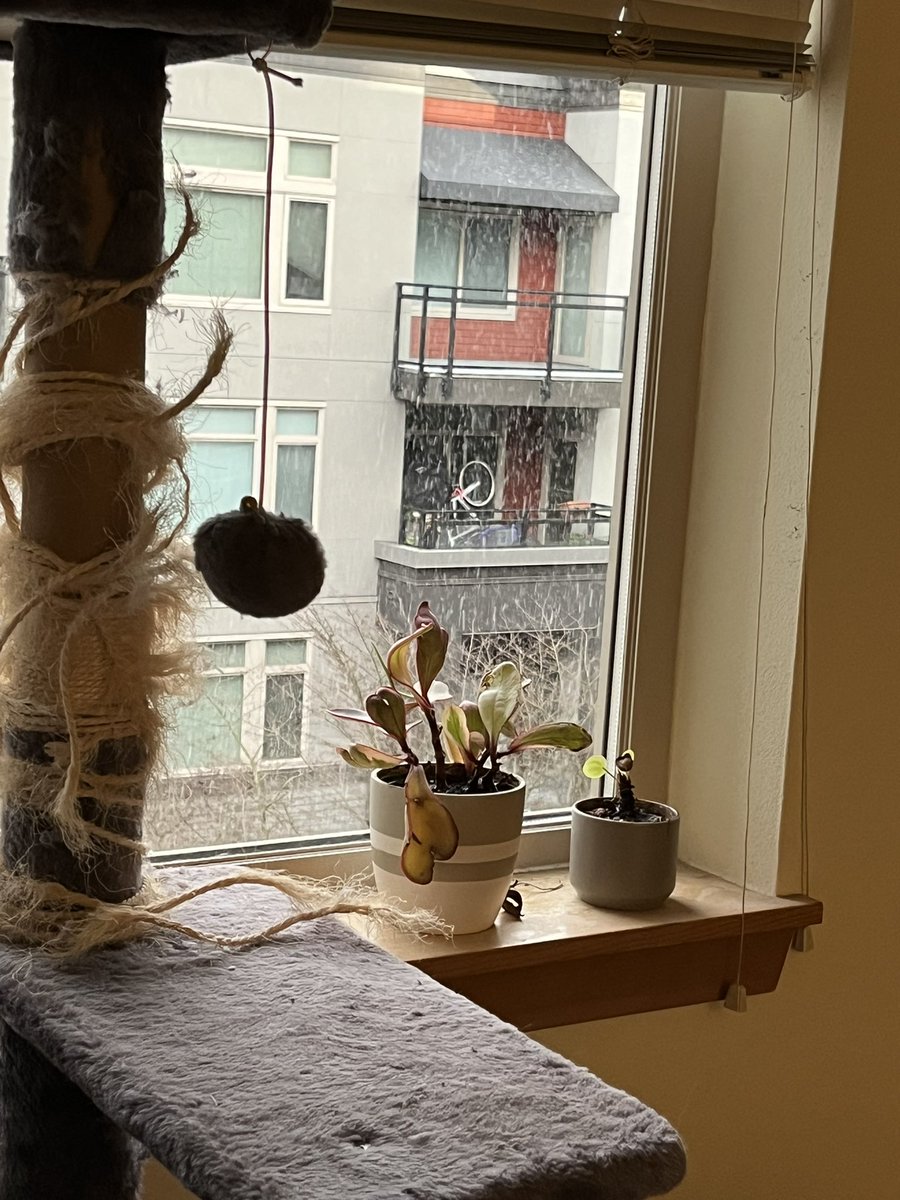 Akskygal's tweet photo. It’s hard to see but some light snow is falling in the PNW!  #firstsnowoftheseason #pnw #seattle #mickey https://t.co/4C6EZghPpB