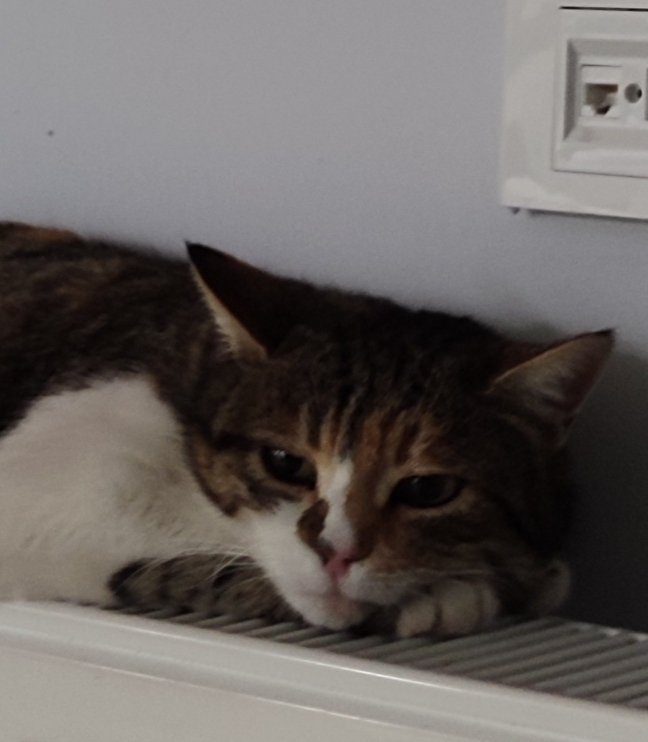 cagladedim's tweet photo. aynen kanka vizelerden sonra finaller için günü gününe çalıştım bütün notlarım hazır ayneeen🥰🥰🥰 https://t.co/fvWndgziPJ