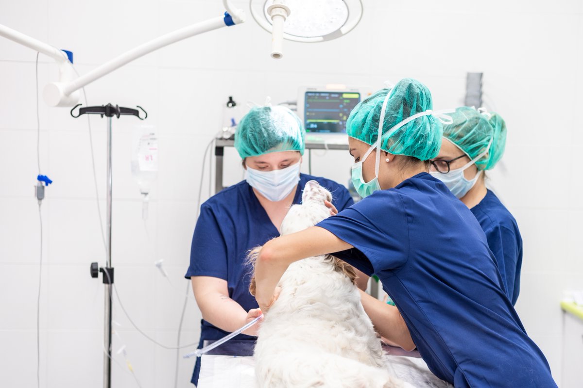 CVE_Sydney's tweet photo. 🐾  Practical Oncology DE with Katrina Cheng
🆘 Emergency Medicine DE with Yenny Indrawirawan &amp; Sophia Morse
💉 Clinical Pathology DE with Sandra Forsyth &amp; Karen Jackson
&amp; more! 
https://t.co/xPYxeChouH https://t.co/WvJBU6wAaQ