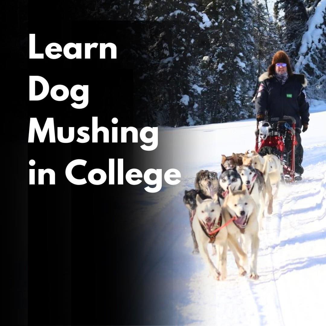 teamineka's tweet photo. The college courses at UAA and APU are live on their respective platforms at the universities. 

We are honored to have the opp. to share our passion and lifestyle with those in these classes. 

It will be a busy couple of months starting on Jan25 through Mar7. #mushertwitter https://t.co/5O1hqFkpnY