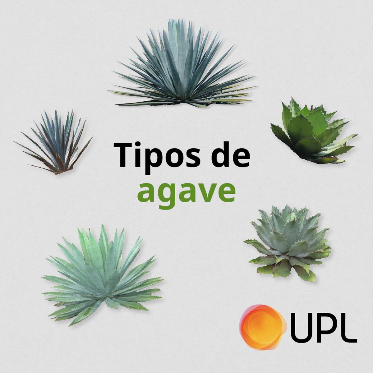 LatamUpl's tweet photo. ¿Sabías que de las casi 200 especies de Agave, más de la mitad florecen exclusivamente en México? 🇲🇽
Descubre más sobre este tesoro natural.
#UPLLATAM #AgriculturaSostenible #CultivosSostenibles #Agave #TiposDeAgave https://t.co/cBeusEB0io