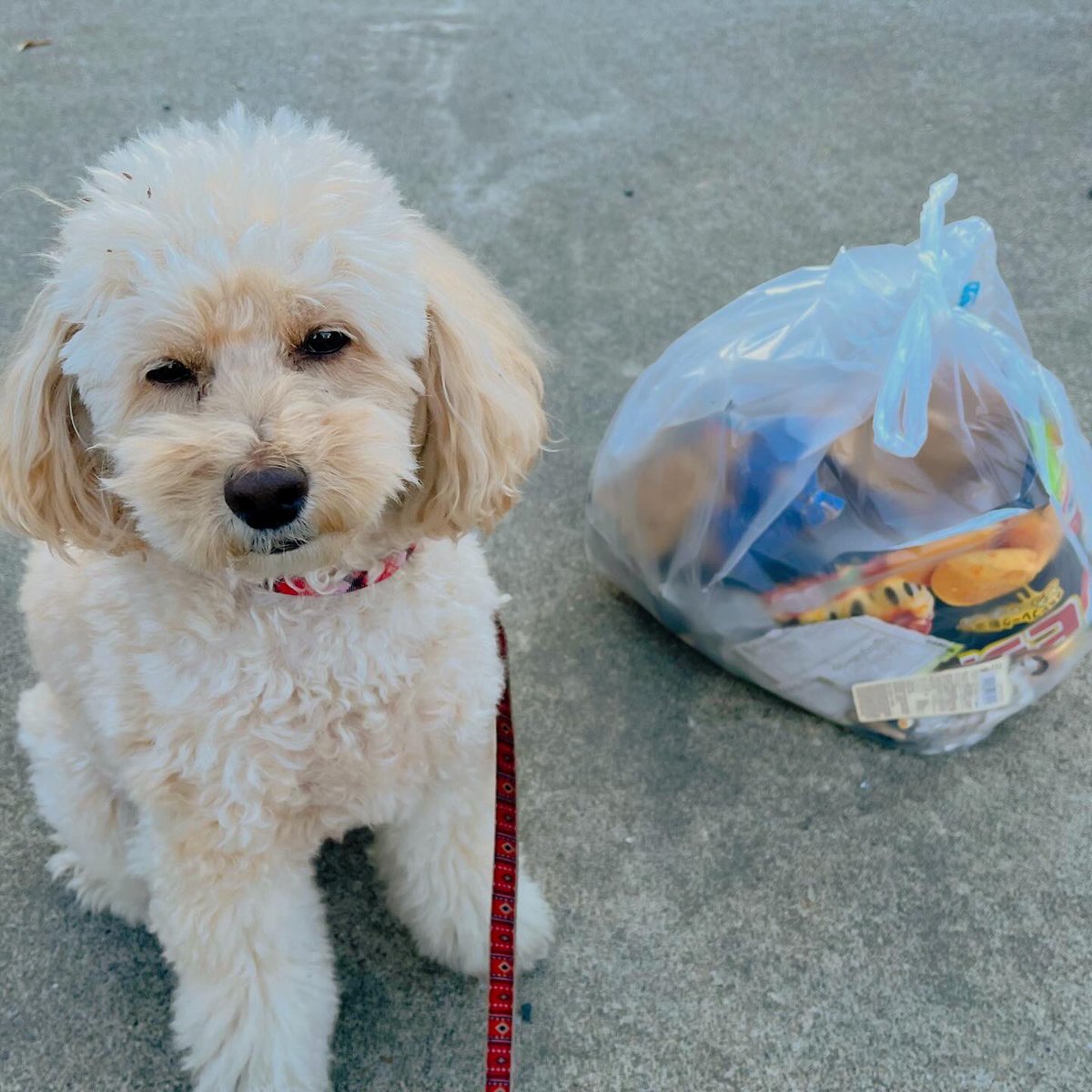 2p4Qg3ZI3jQGQNU's tweet photo. 犬の散歩しながらゴミ拾い活動。
お散歩ピカピカ隊
300回チャレンジ 228回目。

昨日拾いきれなかったゴミをリベンジしてきました！
謎の国のお札を拾いました。笑

#ゴミ拾い
#地域貢献
#社会貢献
#SDGs
#PloggingDog
#pickinguptrash
#こんなもの拾いました選手権 https://t.co/ubngvQTn6s