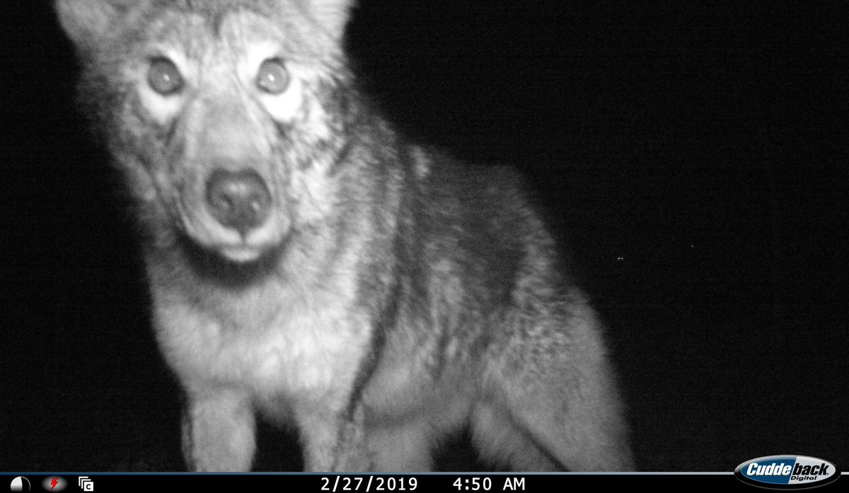 brad von blon tweet media