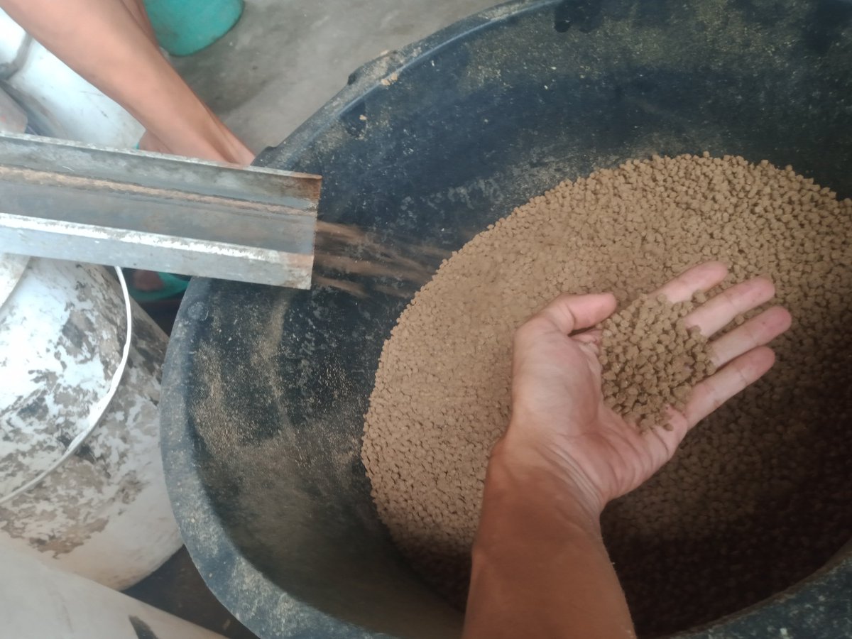 MbahKidjoFarm's tweet photo. Mengawali pagi dengan pakan mandiri 😉
Experiment untuk pakan semua ikan air tawar dengan bahan dasar magot kering dan "resep tradisional" 
Hasilnya : pelet apung + pelet halus 👍
Untuk kecukupan gizi ikan.. 🏁
4 Sehat 5 Mertua .. 😂🤭

#PakanIkan
#Sleman https://t.co/wZaA8Y1hnb