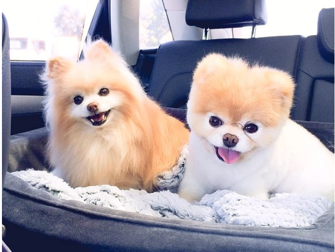 more_ambitions's tweet photo. As a famous dog, Boo has many special experiences, but when he is happiest is when he is with his friend Buddy. https://t.co/VHn2xpBaD9