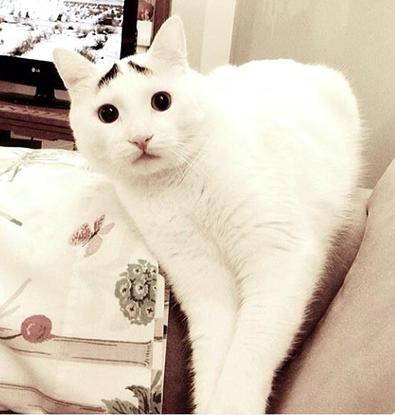 naayduuh's tweet photo. "unique" makes many people love it. At first, many people thought this was a product of makeup, but the eyebrows grew completely naturally. Sam's face always has adorable expressions like curiosity, surprise, shyness, and furrowed eyebrows in thought. The fur is white and soft, the eyes are big and innocent, as if they are "panicked" and ready to run away at any moment. Sam's adorable appearance "captured the hearts" of hundreds of thousands of netizens, attracting 150,000 fans on Instagram and 530,000 likes on Face.