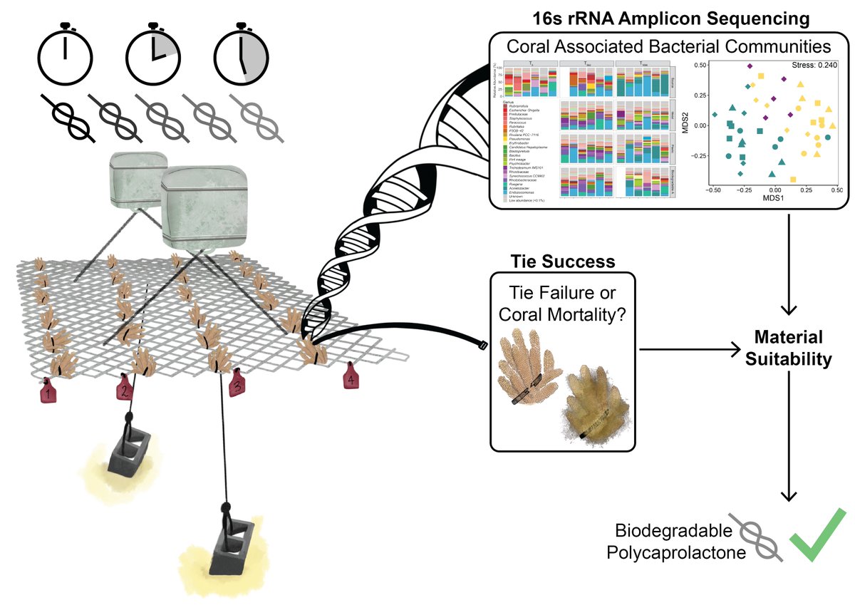 Glad to say that our study on the viability of plastic-free alternatives in reef restoration propagation is now published! 🪸🦠 doi.org/10.1111/1758-2… @coralnurture @UTS_Science @FutureReefslab @omglab_c3 #GenerationRestoration #GreatBarrierReef #CoralMicrobiome 1/3