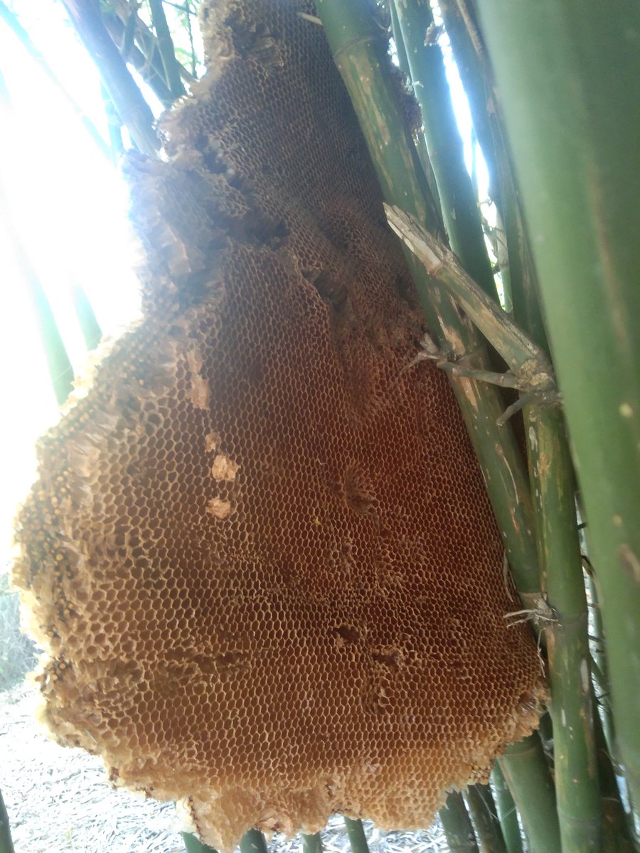 OutbackAnd's tweet image. Bees abandoned their hive on my block and left this massive honeycomb 🐝🐝🐝