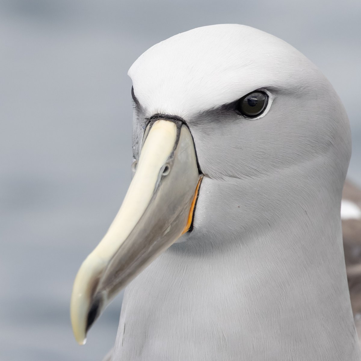Eye contact with an Albatross. There's nothing like it.