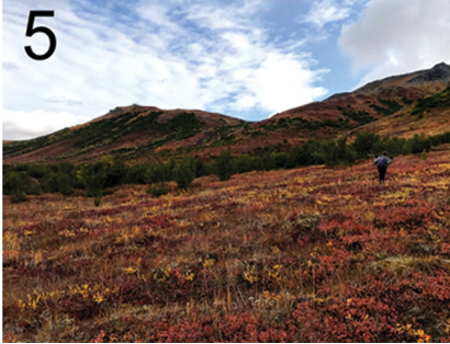 arctic_alpine's tweet photo. 🤷‍♀️What's going on? In a new study, @shrubenthusiast🌿 investigates #shrubification in  Arctic alpine tundra - despite ⬇️reduction in organic C stocks, #activelayer thickness was the same under alder and adjacent graminoid tundra. Deep thaw? #OpenAccess ▶️https://t.co/Gj6o4b51Qf https://t.co/Ms5YP6gWxi