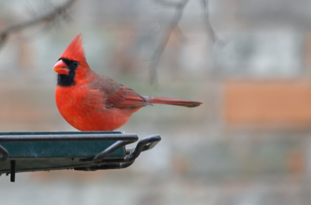 kala61857's tweet photo. Winter Red
His color can cheer me up on the worst winter day.
Male Northern Cardinal (Cardinalis cardinalis)
https://t.co/r6SoKbcoiK
#cardinal #BackyardBirding #birds #WinterRed #NaturePhotography #birdphotography #winter https://t.co/gdd4kQVofH