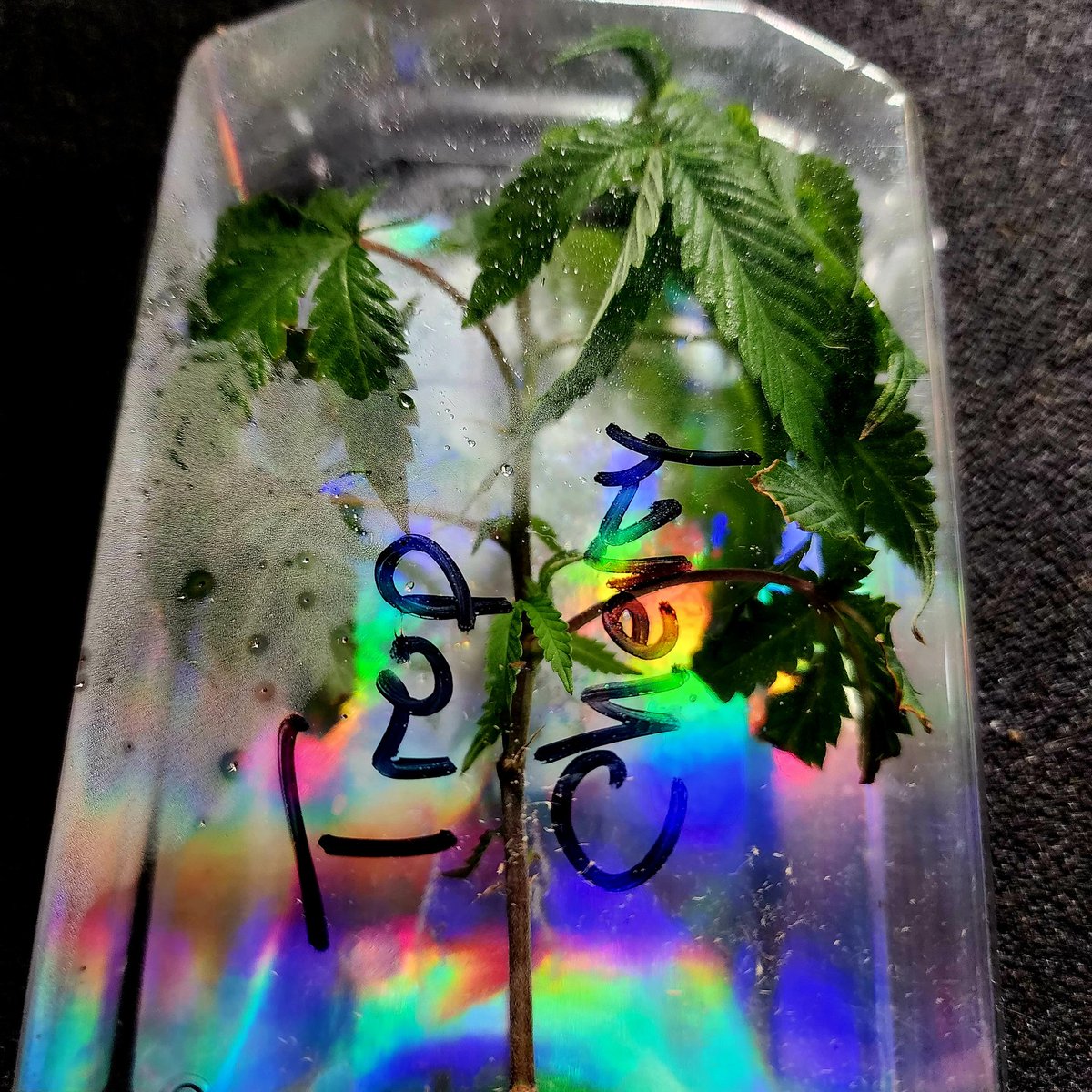 Boofproof84's tweet photo. The eagle 🦅 landed, Trop Cherry #8 by Relentless Genetics Breeders Cut. I plan on keeping her around for a while. This clone is super healthy, &amp; I allowed her to get used to the temperature change so she wouldn't go into shock. #tropicannacherry #relentlessgenetics #breederscut https://t.co/spICfaLlqV
