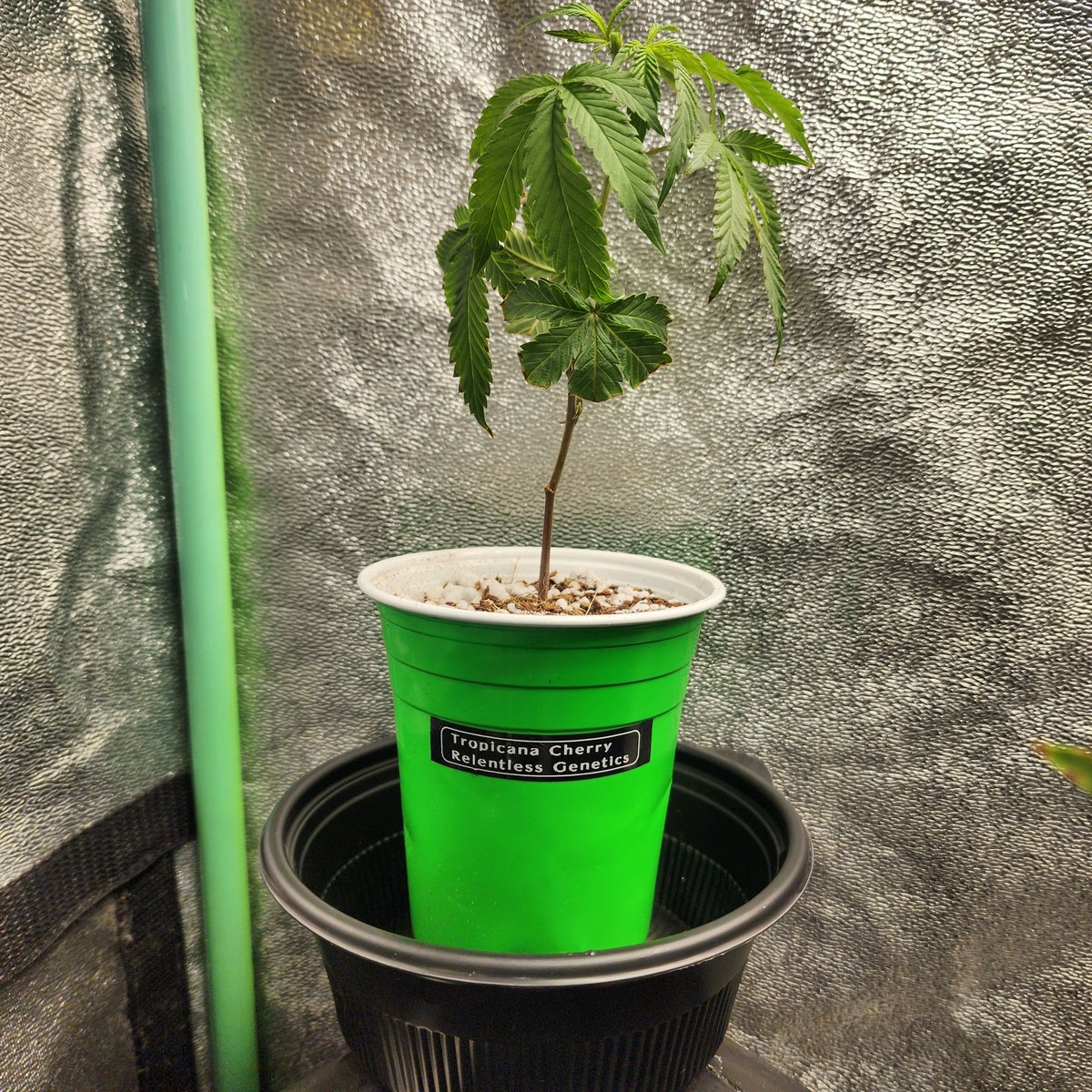 Boofproof84's tweet photo. The eagle 🦅 landed, Trop Cherry #8 by Relentless Genetics Breeders Cut. I plan on keeping her around for a while. This clone is super healthy, &amp; I allowed her to get used to the temperature change so she wouldn't go into shock. #tropicannacherry #relentlessgenetics #breederscut https://t.co/spICfaLlqV