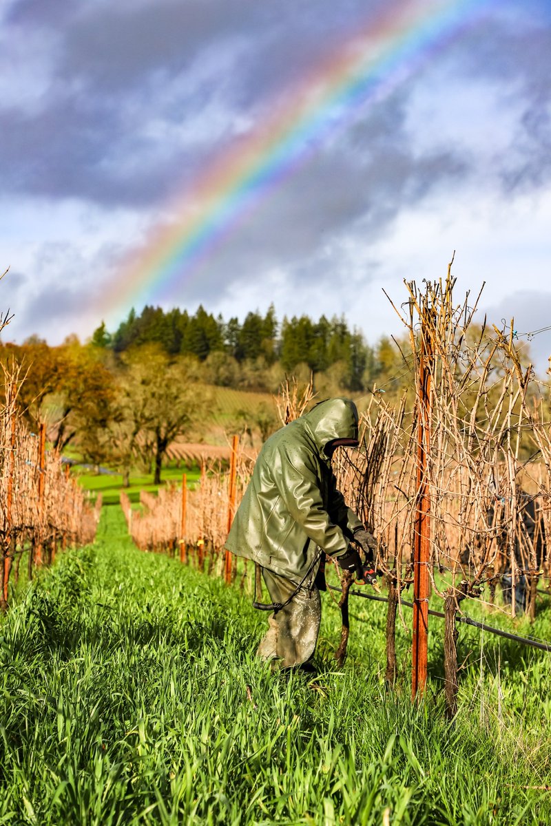 It’s Cellar Season in the Willamette Valley, and our dedicated crew is in the vineyard, pruning away – rain, shine, and sometimes in between. 🌈✂️  #willamettevalley #pruningseason #vineyardstewards #vineyardviews #vinepruning #orwine #stollerfamilyestate #cheers #wvcellarseason