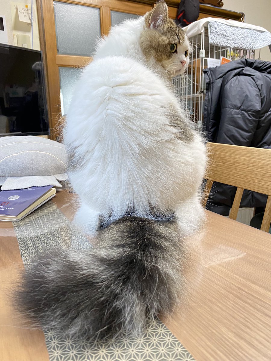 誰やねん？お尻を向けて💢💢
ノアちゃん🐱でした。みなさん今日も一日頑張りましょう！