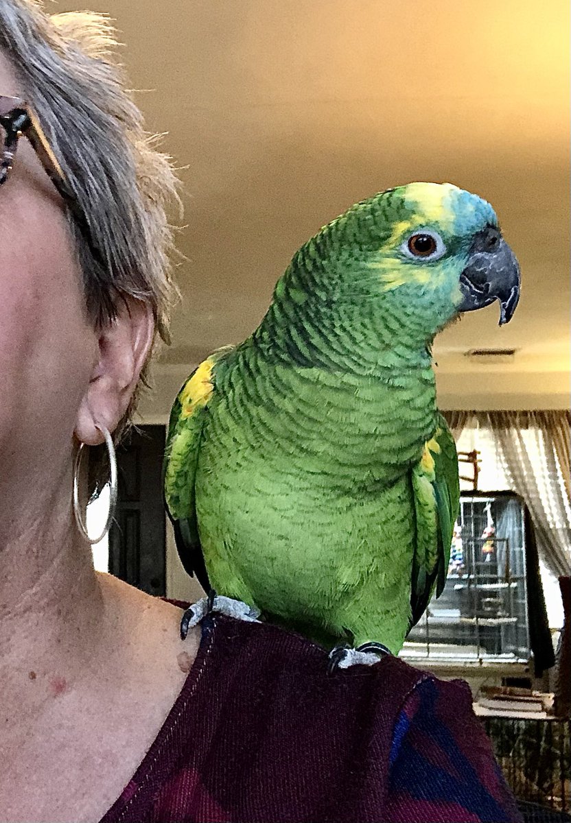 RevKimWChafee's tweet photo. I had a little help when I was tweeting today. Lola likes to tweet. And squawk. And laugh. And sing. And she agrees that patriarchy is for the birds! Lola is quite smart. https://t.co/xSJBCpLw08