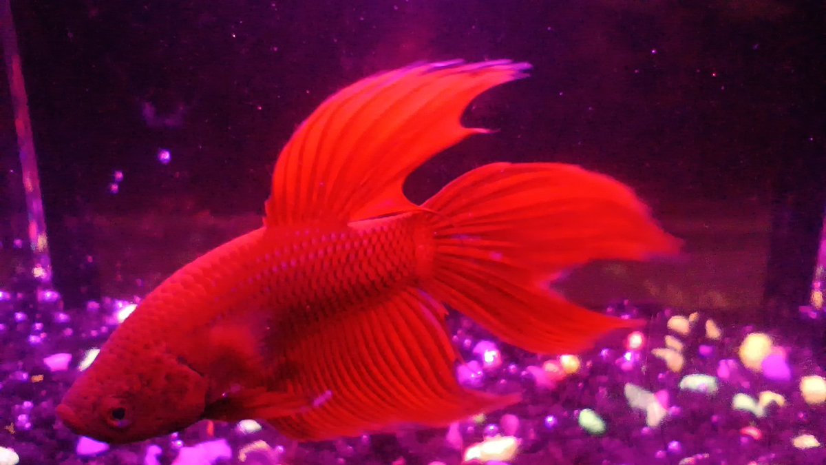 Meet my new fish baby, Phoenix ❤️🐟

.

 #betta #bettafish #cupang #bettaindonesia #cupanghias #cupangindonesia #bettacommunity #ikancupang #bettalover #cupangkontes #bettathailand #aquarium #bettasplendens #aquascape #bettatank #bettafishtank #bettas #fish #bettaworld #fypシ