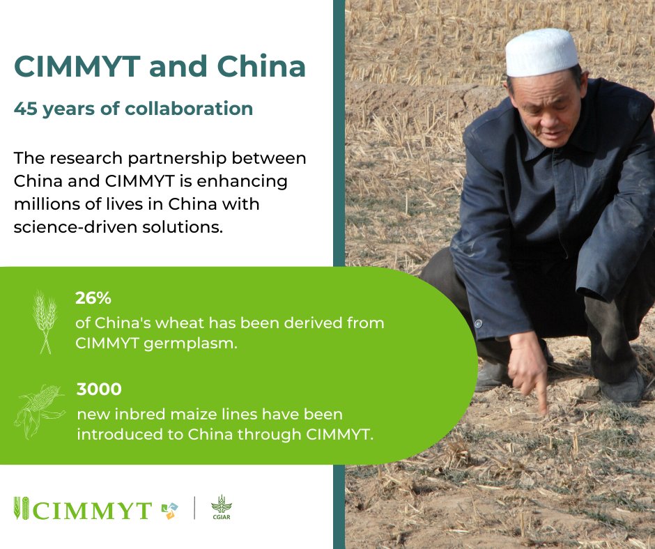 CIMMYT's tweet photo. #CIMMYT & #China's collaboration in shuttle breeding, genomic research, & #cropsystems is a cornerstone for regional #foodsecurity. These joint efforts are reaping benefits beyond borders! 🌾 #AgriculturalExcellence #GlobalProsperity https://t.co/7pcAl9moIv https://t.co/p2thQIA2MH