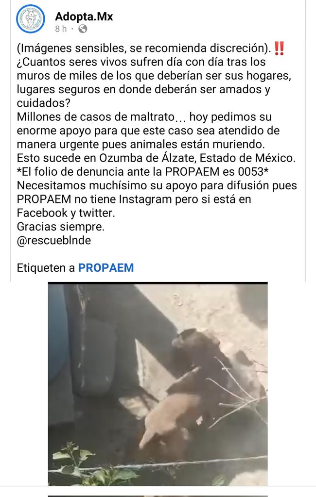 Abogado Animalista tweet media