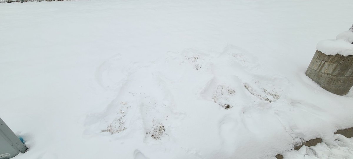 ElizabethH6413's tweet photo. Some BPS Transportation fun in the lot on the grassy hill when you find out there's a snow day tomorrow!! Bus drivers having fun being a kid again in the snow. Snow Angel Bus Driving Besties!! #funbusdrivers #doyouwanttobuildasnowman @bps_transport https://t.co/RJF8A617Vm