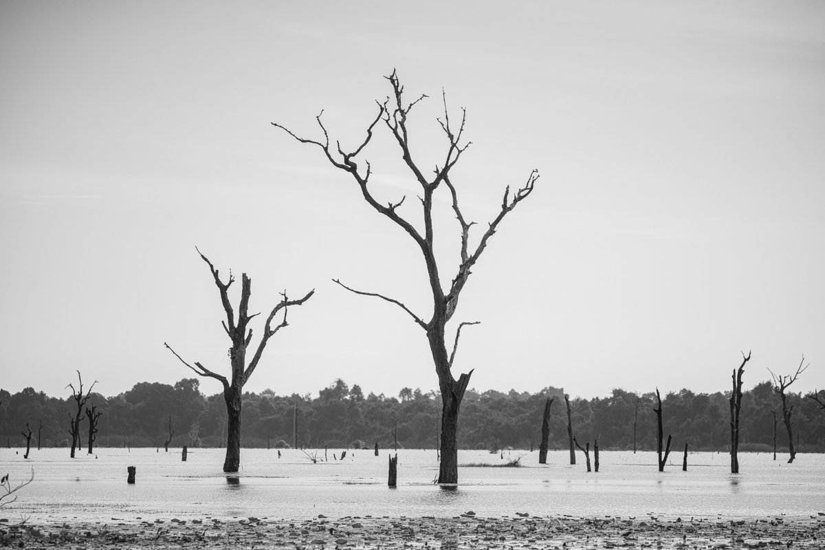 maxakisan's tweet photo. 【水没林(flooded forest)】
水を貯めれば水に沈む物がある。沈んでもなお一生懸命水の上に枝を伸ばそうともがくかのよう。よくもこんなに大きな人工湖を作ったものだと感心。雨季と乾季とで姿が大きく変わるらしい。また別の機会にも再訪したいですね
#カンボジア #アンコールワット #水没林 https://t.co/q06AE3IgEL