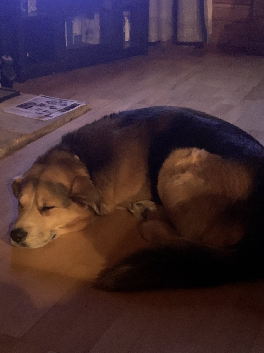thepointart's tweet photo. @mummaquilts Being an indoor sissy. The 1/4 husky part is weak with this one. https://t.co/DSiGAeuDEB