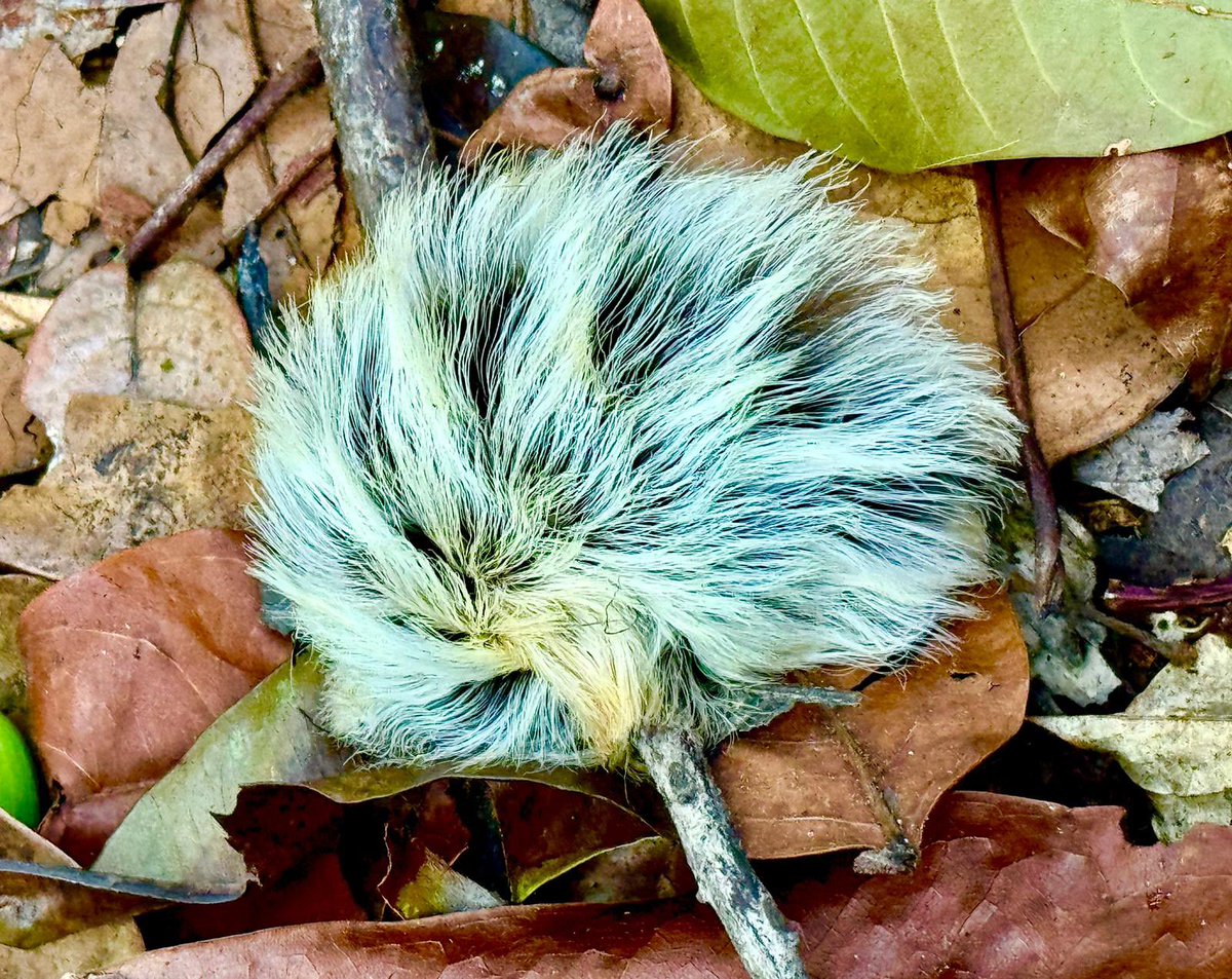 CosmicBirdsNFT's tweet photo. QT something fuzzy… https://t.co/ML68EdY6d2
