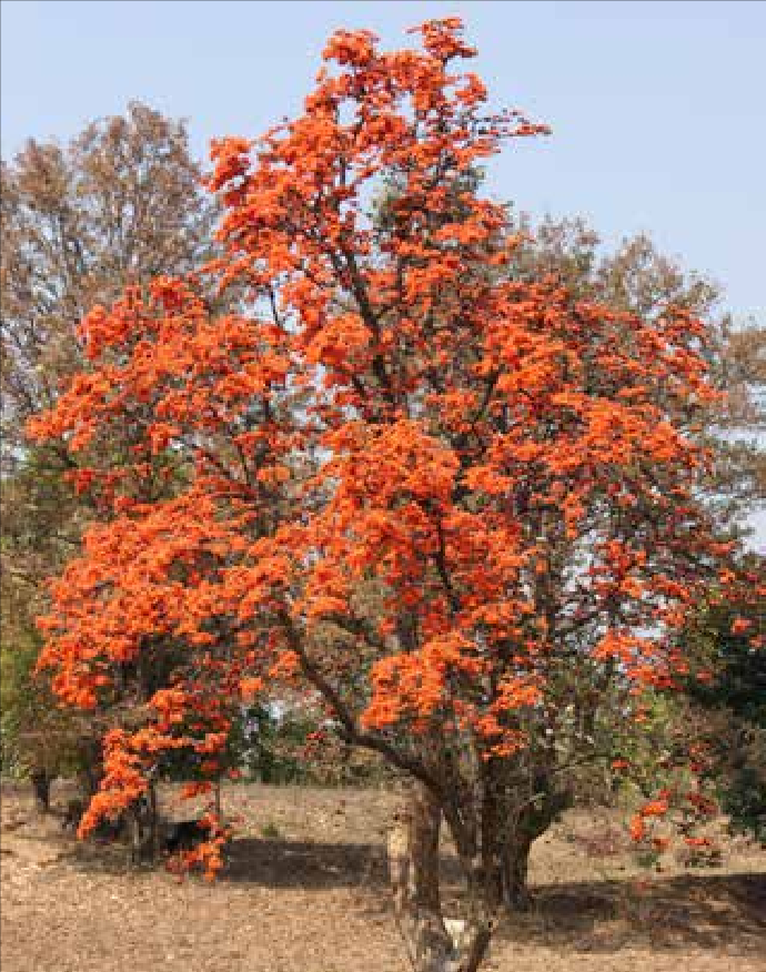 IamTreepathi's tweet photo. #TREEGyan
A Series to create awareness about Indian #NativeTrees
Anyone can use this information with #DueCredit.
#PalashTree| #SacredTree| #FlameofForest
#ScientificName: Butea monosperma
#Common name: Flame of the Forest, Palash, Dhank, Tesu, Chhula, Purasu
#Height: Up to 15-20 meters.
#Layer & Type: Tree Layer, Deciduous tree
#Habitat: Found in different terrains including dry deciduous forests, grasslands, and rocky slopes.
#Distribution: Southeast Asian countries such as India, Sri Lanka, Bangladesh, Nepal, Myanmar, Thailand, Cambodia, Vietnam, Malaysia, and Indonesia.
#Flower colour and #Flowering season: bright orange-red in color, resembling flames. January - April.
#Propagation: Through seeds or stem cuttings.
#DYK?
It is called The #BirdsMagnetand attracts 94 birds species belonging to 31 families either for feeding, roosting and nesting.
It is best replacement of exotic non-native tree #GulmoharTree (Delonix regia)
It is the state flower of Madhya Pradesh, Uttar Pradesh and Jharkhand.
#Environmental/#Biodiversity Benefits: It plays an important ecological role in supporting biodiversity. The tree provides food and habitat for various birds, insects, and pollinators. It also helps in soil conservation and acts as a nitrogen fixer, enriching the soil with nutrients.
#ReligiousImportance and Associated #Deities: Palash tree, holds significant religious and cultural importance in various regions of India. It is said that the tree is a form of Agni, the God of fire and war.
Palash has been mentioned as Brahma Swaroop (identical to Brahma) in scriptures. In later Vedic texts, Palāśa has been mentioned as Brahmavriksha.
Palāśa, the flame of forest is considered sacred because it has fulfilled the needs of mankind since ancient times. The flowers of this tree are offered to several Gods and Goddesses. They include Ganesha, Shiva, Vishnu, Surya, Lakshmi, Parvati etc. The leaves and sticks of Palāśa tree are used for purifying objects being used for Homa purposes.
Furthermore, in some regions, the palash tree is associated with the worship of the goddess Saraswati, who is revered as the deity of knowledge, wisdom, and arts. The tree's association with the goddess makes it a symbol of learning and education.
#AssociatedStories and Beliefs: In Manipur, there is an interesting cultural use of the wood of this tree with beautiful flowers - when a member of the Meitei community dies and, for some reasons, his body cannot be found, the wood of this tree is cremated in place of the body.
Tribals of Satpuda hill region in Nandurbar district of Maharashtra follow a practice in which, after a new harvest fresh rice cooked and mixed with "dal" and "ghee" is put on leaves of this tree and kept on the roof of the house to please the goddess of harvest (128).
Social benefits: Butea monosperma is valued for its cultural and aesthetic significance. It is often planted in parks, gardens, and along roadsides, enhancing the beauty of the surroundings and providing shade. The tree is also used in traditional craftwork, such as making dyes and natural colorants.
#Emotional and #Psychological benefits and Importance: Beautiful palash flowers have pleasant effect in our mood. It is particularly prominent during the festival of Holi, also known as the festival of colors. The bright orange-red color of the palash flowers is used to make natural dyes, which are then used to playfully smear and sprinkle colors on people during Holi celebrations. The tree is therefore linked with numerous positive memories and continues to do so for numerous Indian populace.
#Where to plant: It is well-suited for dry and hot regions. It can be planted in gardens, parks, or as part of reforestation and afforestation efforts in its native range.
More #InterestingFacts:
· Flowers are offered to the local deity, Bommappan.
· Bark yields a dye.
· Roots are made into paint brushes by the local people.
· Bark yields good fiber.
· Leaves are much used for plates as wrappers and as fodder for buffaloes.
· Red kino gum is extracted from the trunk.
· Bark is used in herbal preparations.
· Flowers are specially used in the worship of Lord Shiva on occasion of Shivratri in Telangana.
· In most of the old namboodiri (Kerala Brahmin) houses, one can find this tree because this is
widely used for their fire ritual.
· It is used for timber, resin, fodder, medicine, and dye.
· Wood is dirty white and soft and, being durable under water, is used for well-curbs and water scoops.
· Good charcoal can be obtained from it.
· Leaves are usually very leathery and are not eaten by cattle.
· Leaves are used by street food sellers to serve food placed on the leaves.
· Flowers are used to prepare a traditional Holi color.
· It is also used as a dyeing color for fabric.
· This plant kills Mosquitoes. They are attracted by the smell and color of the flower. Eggs that are laid into the liquid within the flower will never hatch. Any mosquito that touches the fluid can never escape from it.
· Bark fibers are used for making cordage.
· Wood is used for well curbs and water scoop. It is a cheap board wood.
· Wood pulp is suitable for newsprint manufacturing.
· The seed pods are flat and contain a single seed, which gives rise to the species name
"monosperma," meaning "one seed."
· Palash is a major source of shellac resin, a wonderful natural varnish obtained by breeding the
lac insect on pollarded host trees.
· A Bright ruby-red gum (called ‘Bengal kino’) oozes from incisions or wounds in the bark. Trees
are bled in May and June and the brittle gum is collected and sold as a dye and tanning
substance but also as an astringent drug mainly to treat diarrhoea.
· Palash tree yields a clear oil used as vermifuge.
· The leaves are extensively used to make bowls and plates by stitching them together.
· Roots fibbers are used to make rope, brushes etc.
#Medicinal Uses: Various parts of Butea monosperma, including the leaves, flowers, and bark, have medicinal properties. In traditional medicine, it is used to treat various ailments such as leprosy, respiratory disorders, blood and digestive problems, skin diseases, and diabetes. The flowers are also used to prepare herbal dyes and cosmetics.
#Known hazards: There are no known hazards associated it. However, caution should be exercised when using any plant for medicinal purposes, and it is advisable to consult with a qualified healthcare professional.
#PradeepTreepathi #NativeTrees #FlameofForest #Palash #NativeTree #VedicTrees