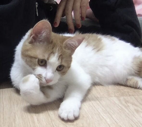 마복필 tweet media
