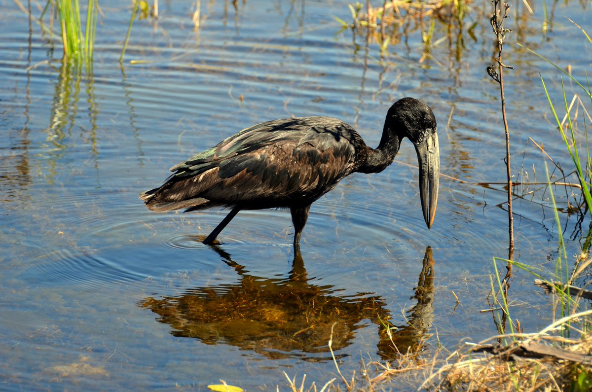 The African Openbill is a medium-sized, all-dark stork with a mostly greenish gloss and a uniquely-shaped bill that creates a diagnostic gap between the two halves of the bill. Its flight is slow and labored. The long neck and feet separate it from other dark waterbirds.