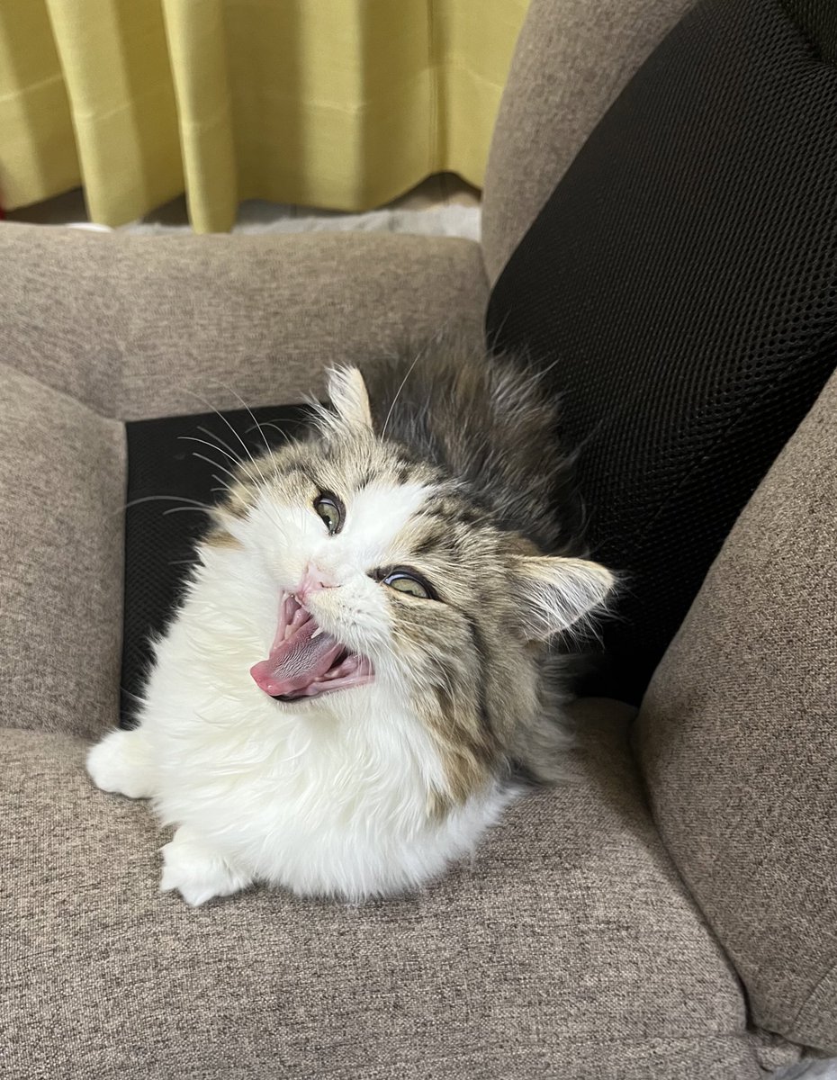 QnlyQ's tweet photo. 実は結構前からうちの子の
「らい」くんです

写真写りが悪いです https://t.co/K6EwmlRKNJ