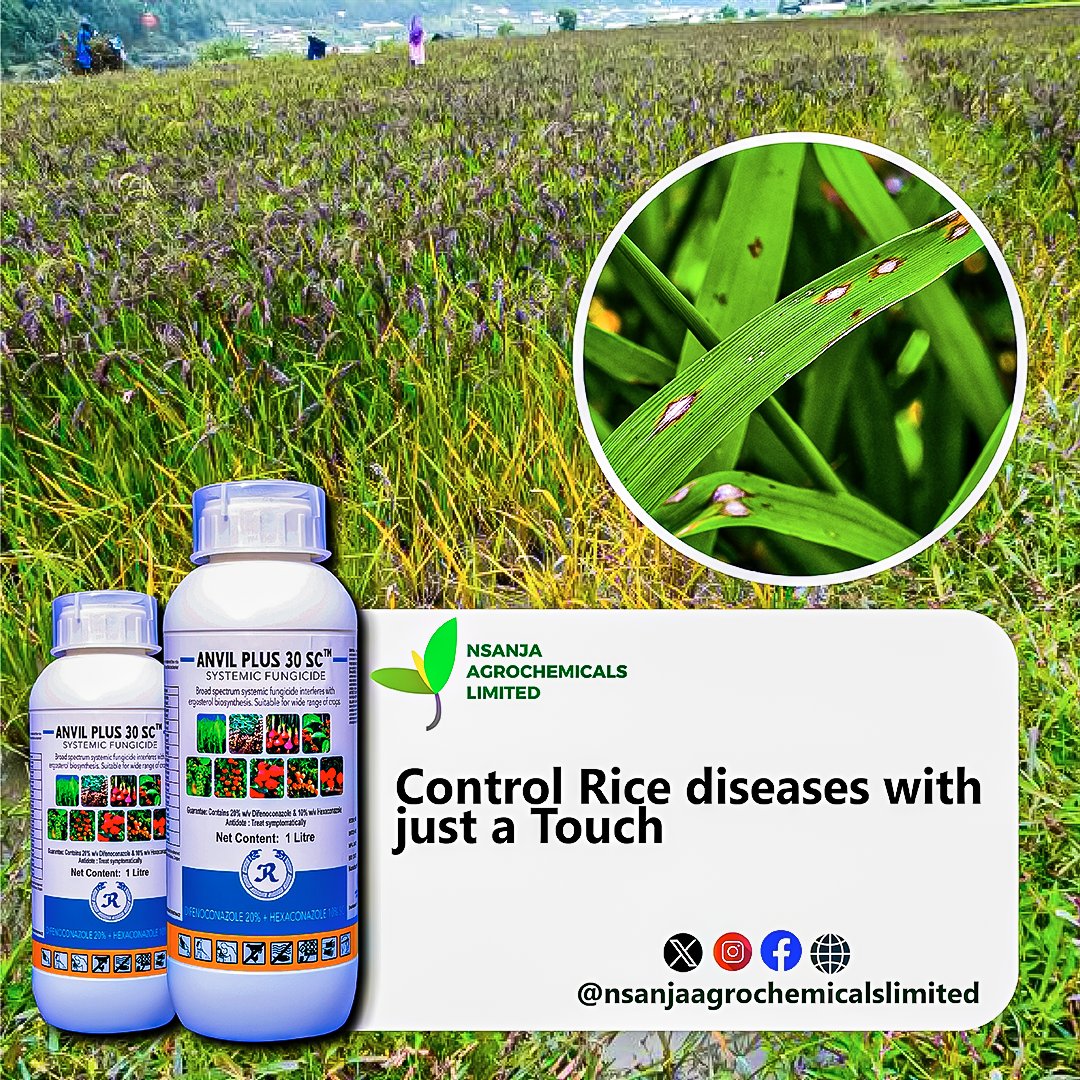 NsanjaAgro's tweet photo. ANVIL PLUS 30SC controls rice blast and sheath blight ,they are some of the most destructive diseases of rice. They are widespread and cause severe losses.Get Anvil plus today from your local agrochemical stockist and protect your yields.
#anvilplus #nsanjaagro #agrochemicals https://t.co/WyOQp9Hm2r