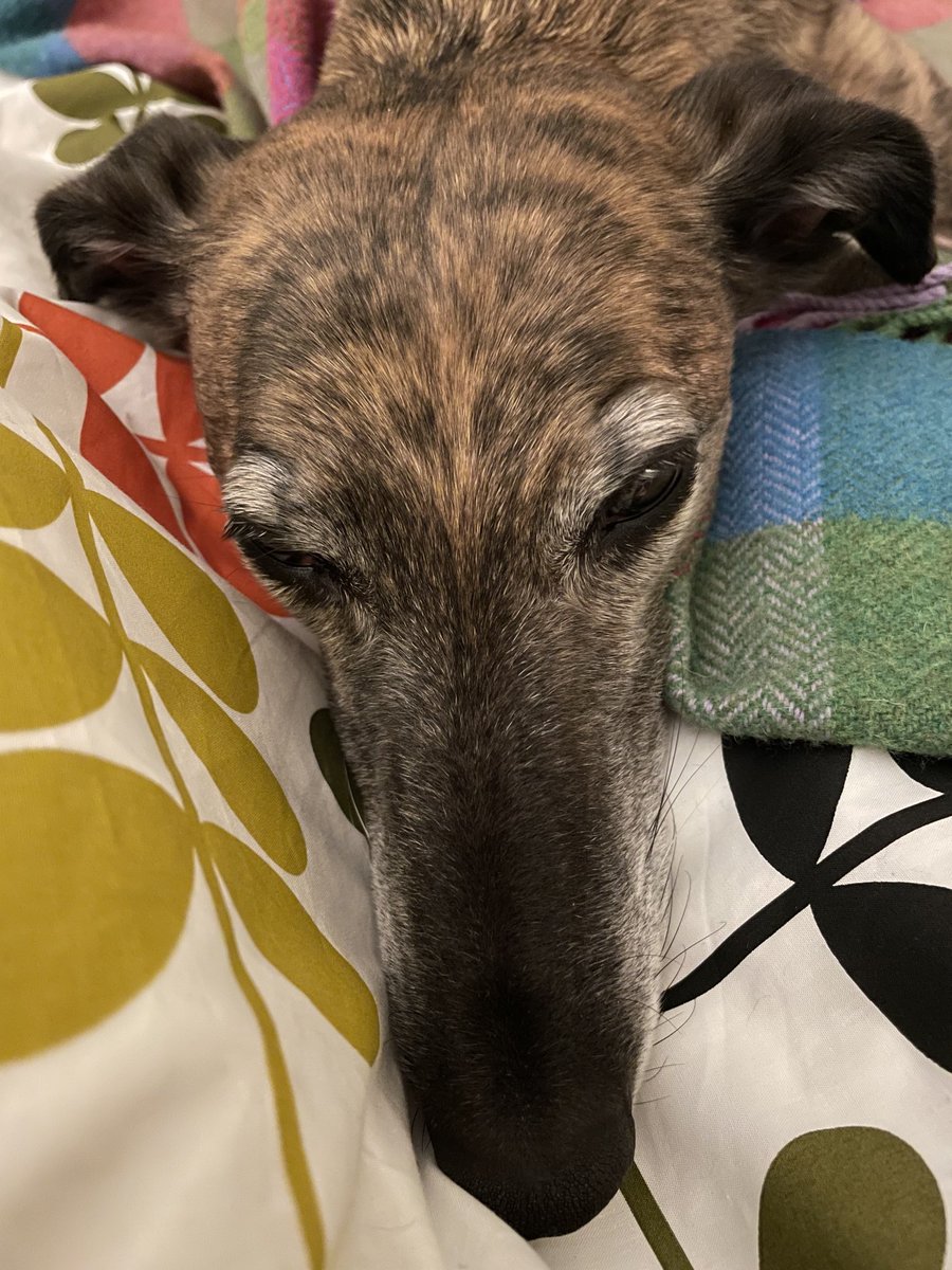 My campaign to let people know that  us hounds don’t need lots of exercise, we need to spend 23 hours a day warming up for that one 100m sprint.