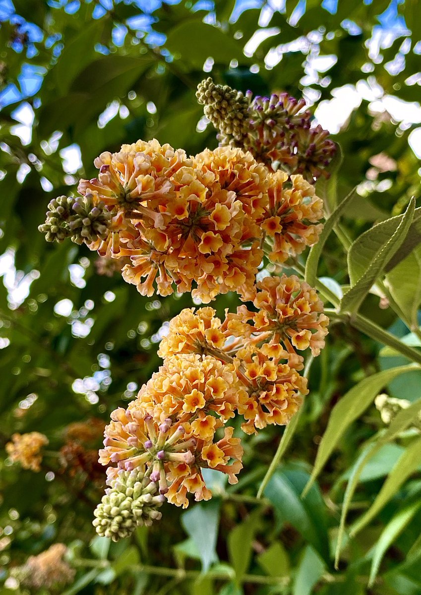 JonBruce13's tweet photo. #FragrantFriday ๐คท๐ปโโ๏ธ Yeah, Iโm making it up as I go along! ๐๐ฌ๐
Two buddleja from summer and a winter flowering viburnum from yesterday ๐๐ฟ๐งก๐ฑ๐ค
Be happy with what you have and are,
Be generous with both, and you wonโt have to hunt for happiness
โข William Gladstone โข https://t.co/7b2G92LOgg