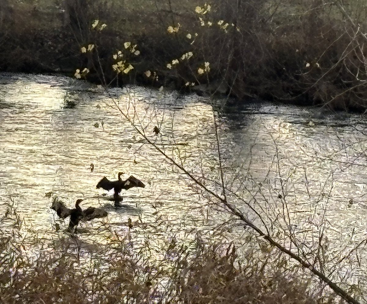 PardoMestre's tweet photo. #BonDia #Lleida Era just en el lloc previst x a viure un instant deliciós, ales cara al sol…(cròniques d f) #Loriu #fauna #privilegis #vida 🔵⚪️🔵 https://t.co/01EjUOF3wl