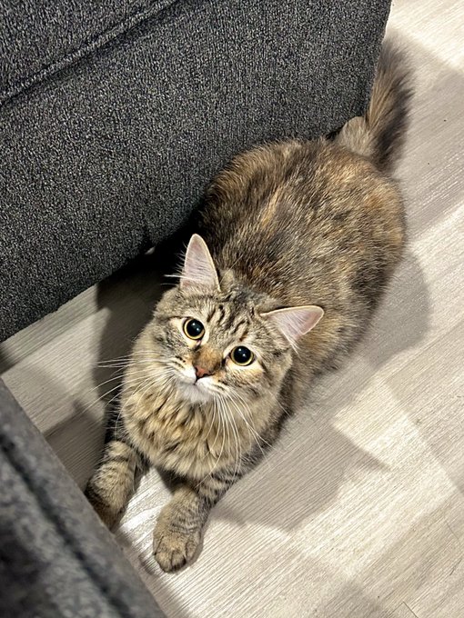 everyone say hi to noelle and her big ol eyes https://t.co/7ksQ0tfTqq<a href="/tag/t1win"class="tags"><span>#t1win</span></a>