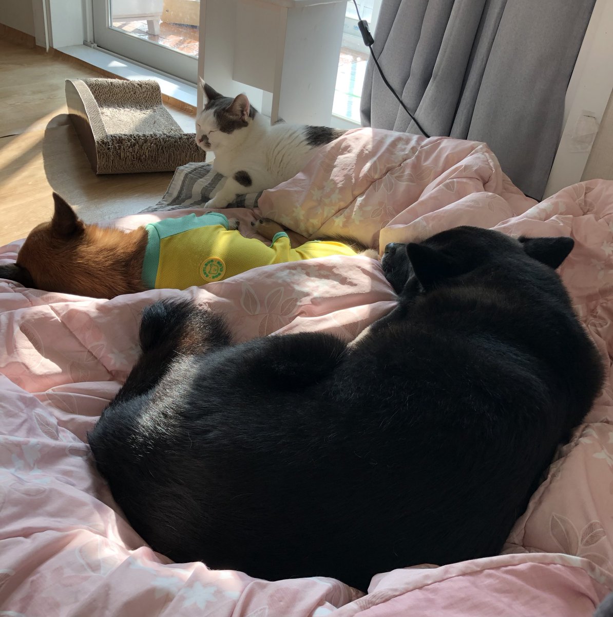 doremi_dog's tweet photo. 한가로운 낮 https://t.co/zptnFkoHdv