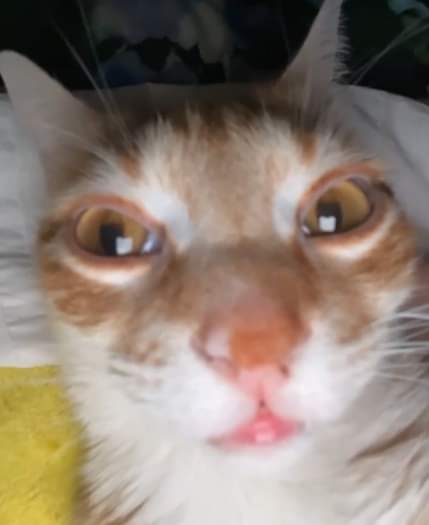 Twitter is always impossible for me to keep up, sorry for that XD
Anyway, my comissions are open! This time i can answer more frequently