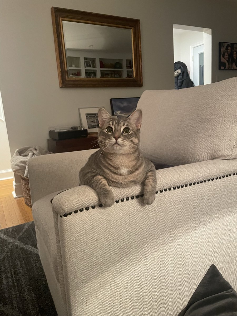MaddyThaller's tweet photo. @the_tweedy She looks at you with so much feeling behind her big squishy face!!! She likes to sit in this chair like she’s posing for something https://t.co/smOkZgEi52