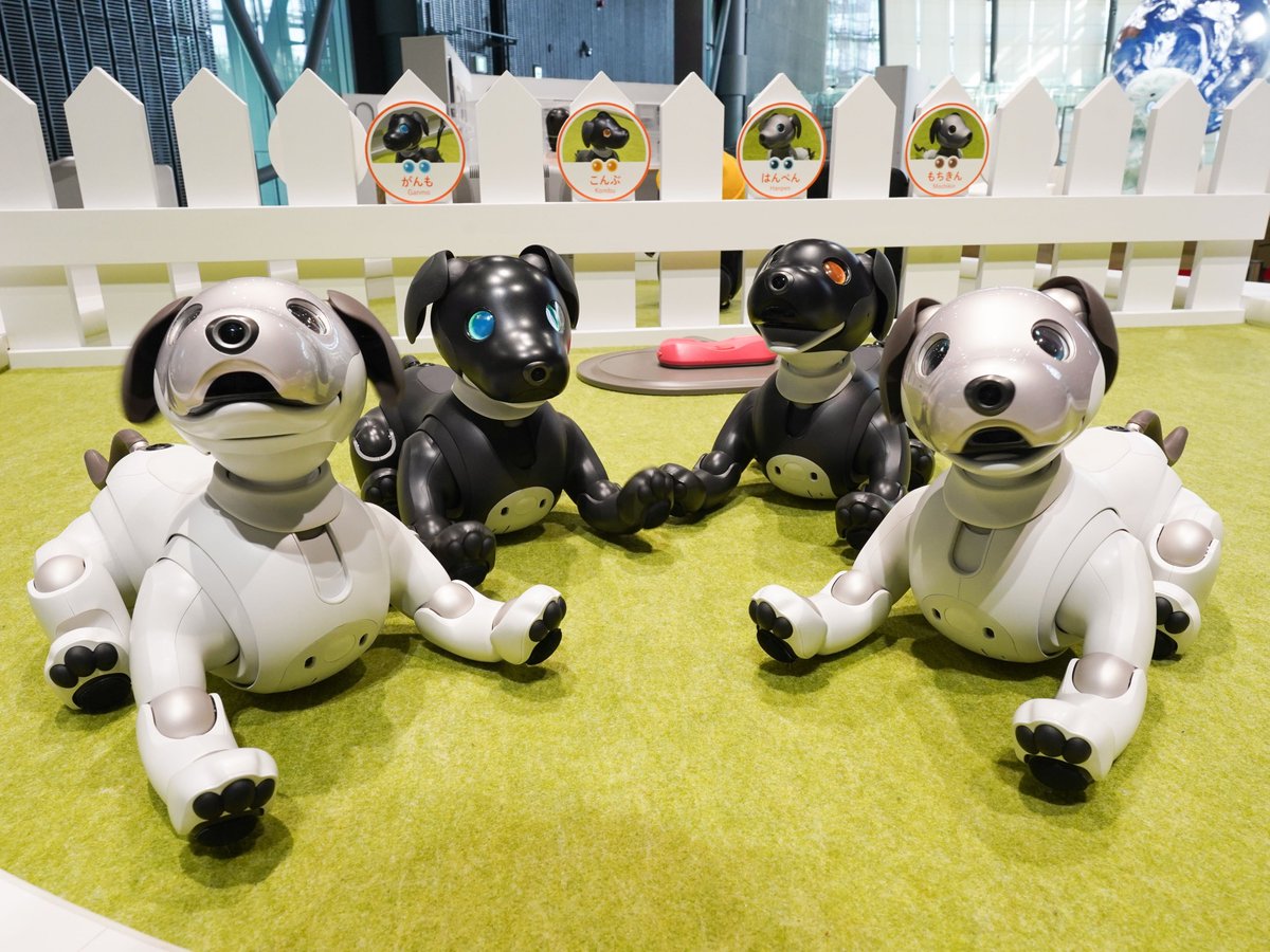 🎊aiboの名前、発表します🎊 展示「ハロー！ ロボット」で活躍中の