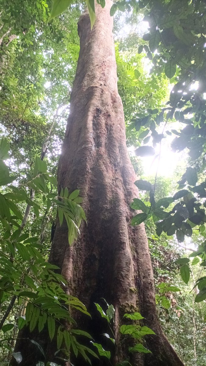 Good morning humankind,did you know that forests are not only the lungs of the Earth but also a powerful weapon in our fight against the climate crisis? These majestic ecosystems hold a staggering amount of carbon and play a vital role in mitigating global warming.