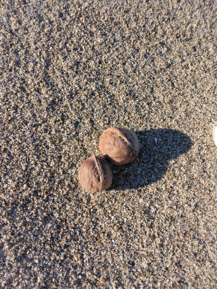 sagan_ugan's tweet photo. クルミの事を考えながら浜辺に来たら、なんとクルミが流れ着いている。探してみるとけっこうたくさん。
どこから流れてくるのか、山のほうから、いったん海に出て、ここに流れ着いているのかな
食べられるのかな？、と思って拾って来た。 https://t.co/MP6lb5cUMQ
