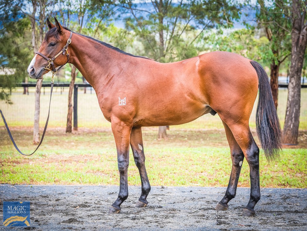 What an entrance! @mmsnippets The first two ⏱️TIME TO REIGN yearlings sell within an hour of each other for $150,000 @KerryLStephens @malone_mick & $230,000 to Ron Wanless, Joe Curran & ‘Millie’ Walls. x15 service fee ✅ x23 service fee ✅ ⏱️ Time To Reign makes a statement