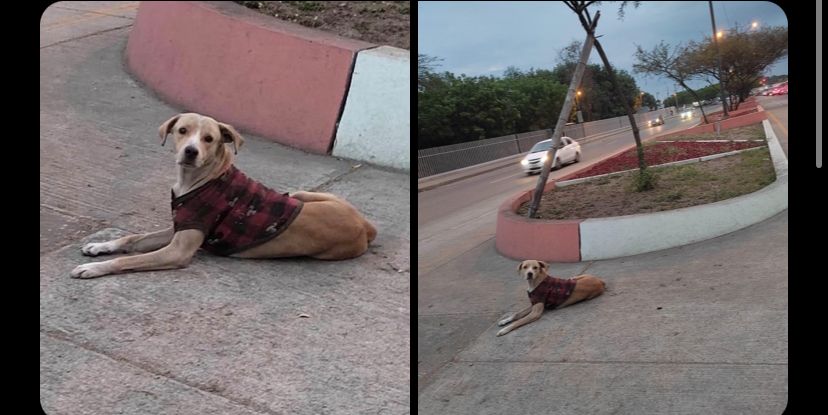 EmergenciasEc's tweet photo. #PerritoPerdido https://t.co/XncFZe8d5b