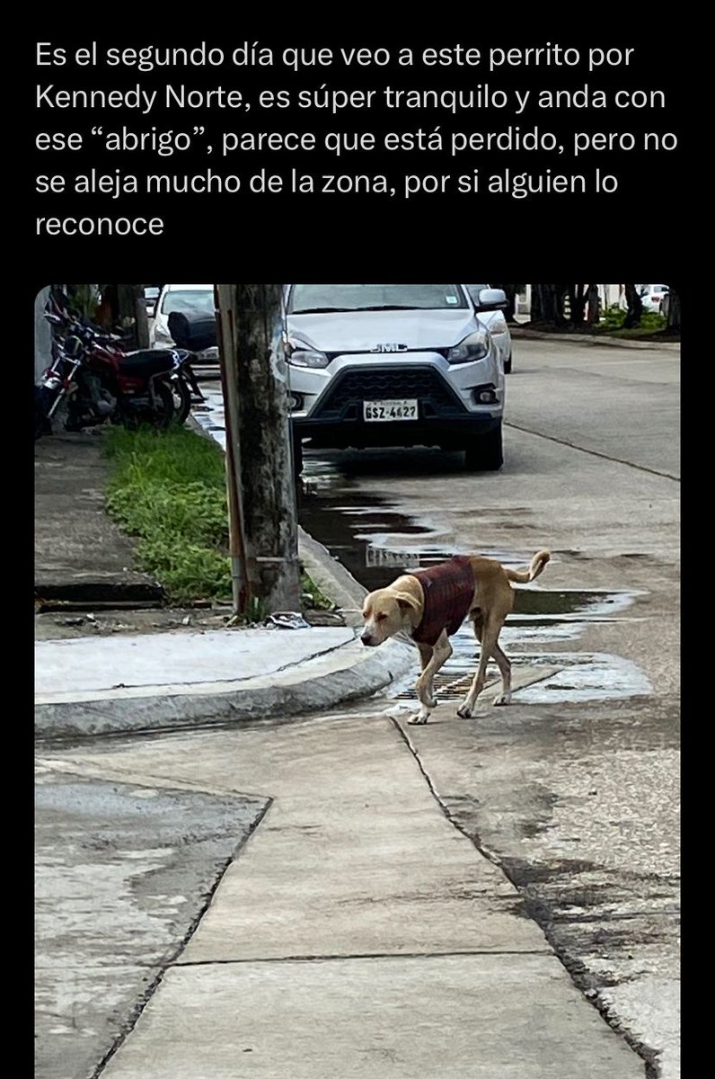 EmergenciasEc's tweet photo. #PerritoPerdido https://t.co/XncFZe8d5b