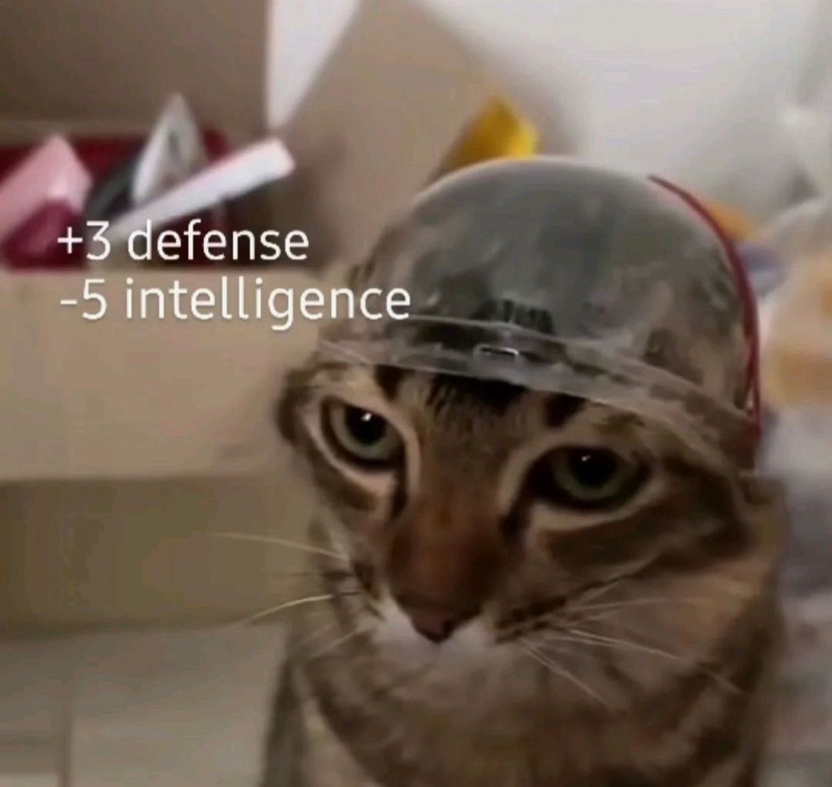 Posts Of Cats tweet media