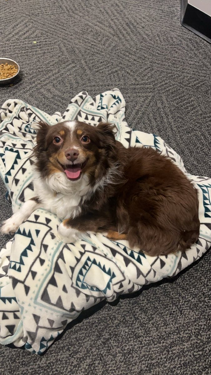 kels225's tweet photo. I’m actually completely obsessed with my dog🥹 https://t.co/z6JQsHEeAS