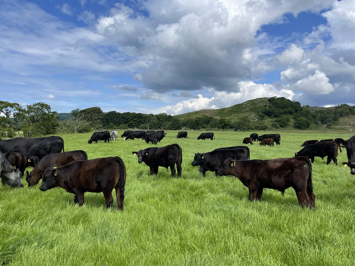 LMCULLOUGH's tweet photo. @FDGenetics Scotland 🏴󠁧󠁢󠁳󠁣󠁴󠁿 https://t.co/dpzFP7gKpk