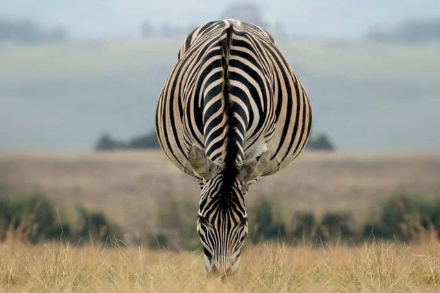 Alisakhan620942's tweet photo. This is how confusing perspective messes with your mind. First you see a zebra doing a headstand, after having lost all four of its legs to some predators, and then...
#animal #nature #wildlife #Life #africa #amazonforrest https://t.co/anluZu85Rc